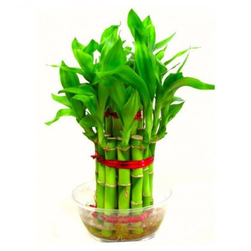 lucky bamboo plant