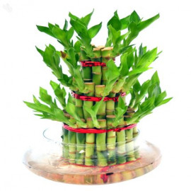 Lucky Bamboo Plants 3 layers