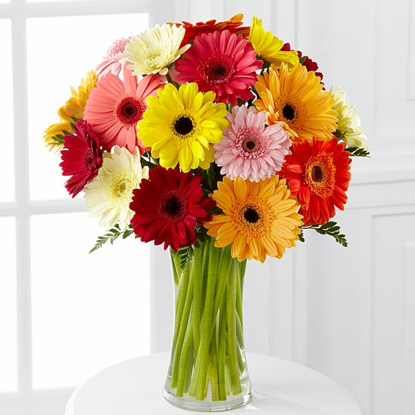 Mix Gerbera